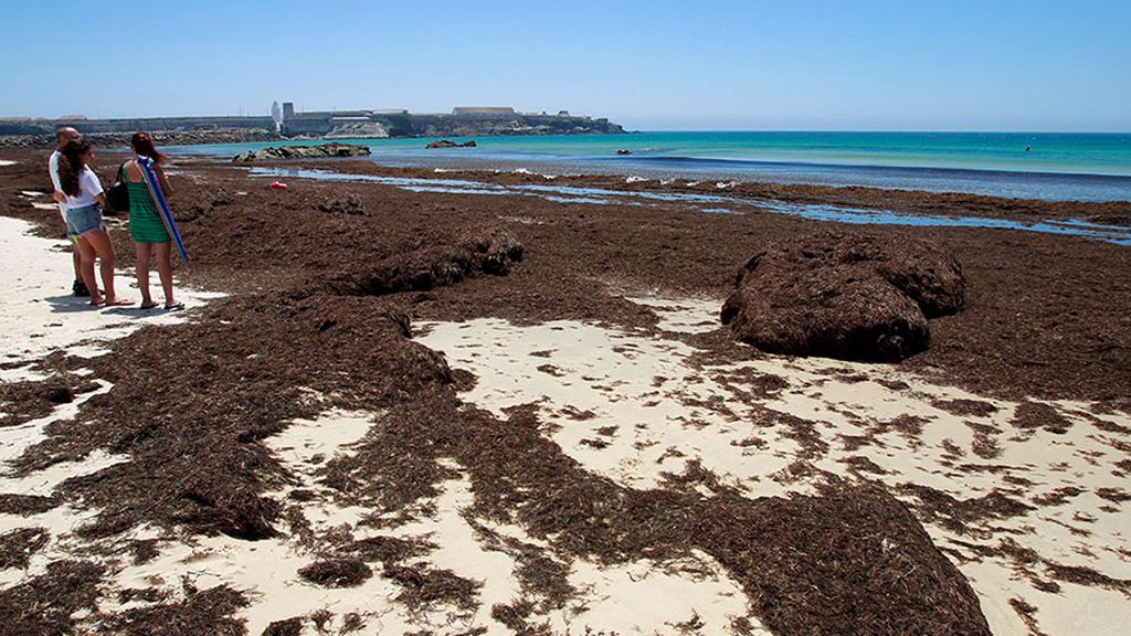 Un alga asiática, la termita oriental y la acacia negra, declaradas nuevas especies invasoras