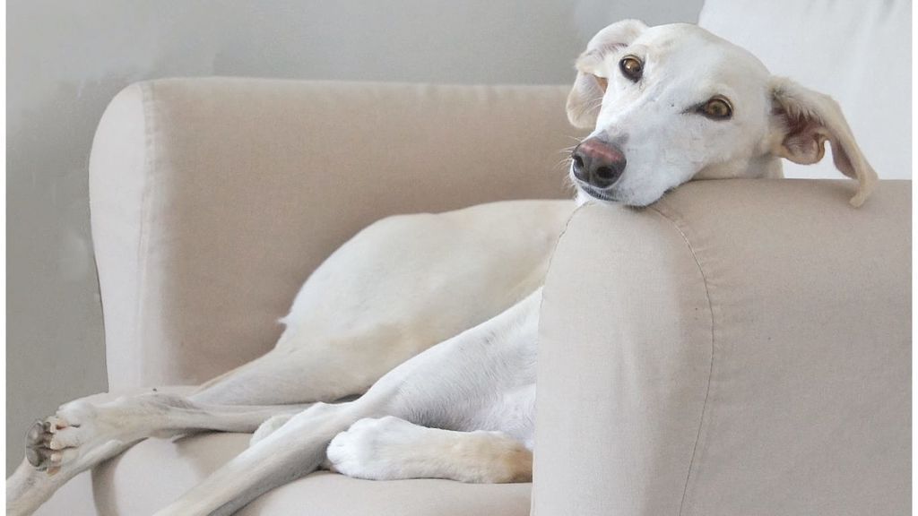 Una mascota en el lugar que deja el nido vacío