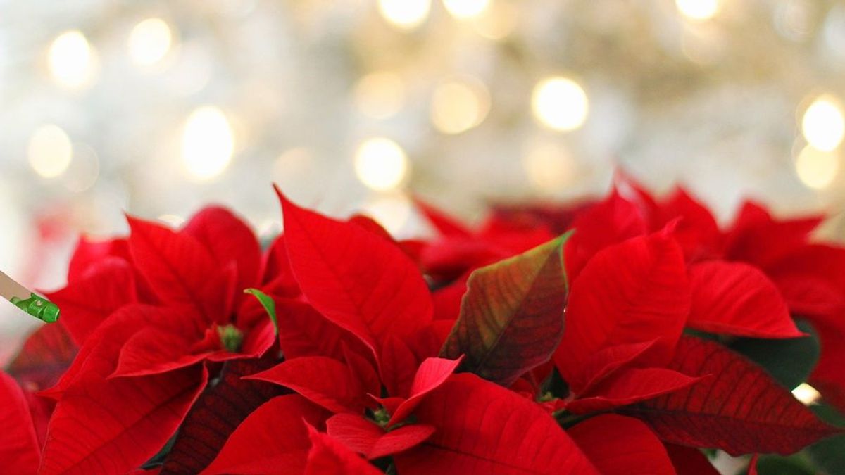 Navidad: cómo cuidar de una flor de Pascua - NIUS Navidad: cómo cuidar de una flor de Pascua - NIUS