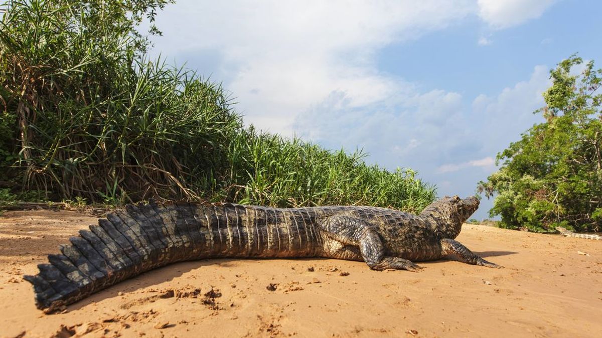 No solo las lagartijas: descubren que los caimanes también pueden 'reconstruir' su cola
