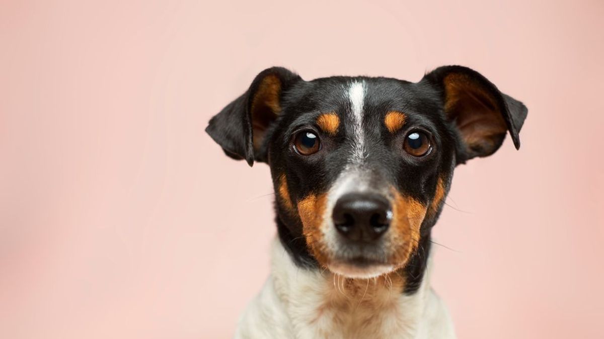 Breves, concisos y muy musicales: 10 nombres de cantante perfectos para perros