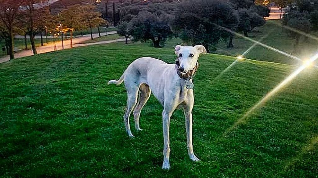 Mascota campo