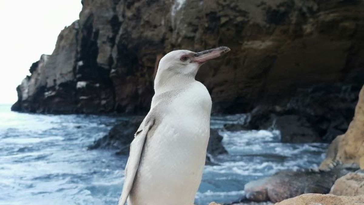 Descubren el primer pingüino blanco visto nunca en Galápagos