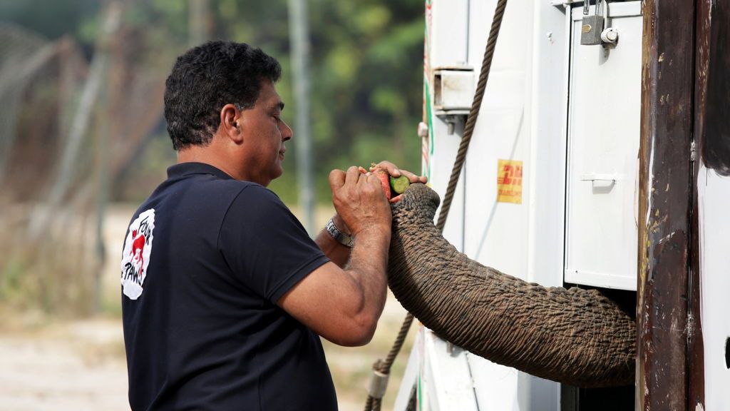 La cantante Cher rescata a un elefante de un zoo de Pakistán para liberarlo en un santuario de Camboya La cantante Cher rescata a un elefante de un zoo de Pakistán para liberarlo en un santuario de Camboya