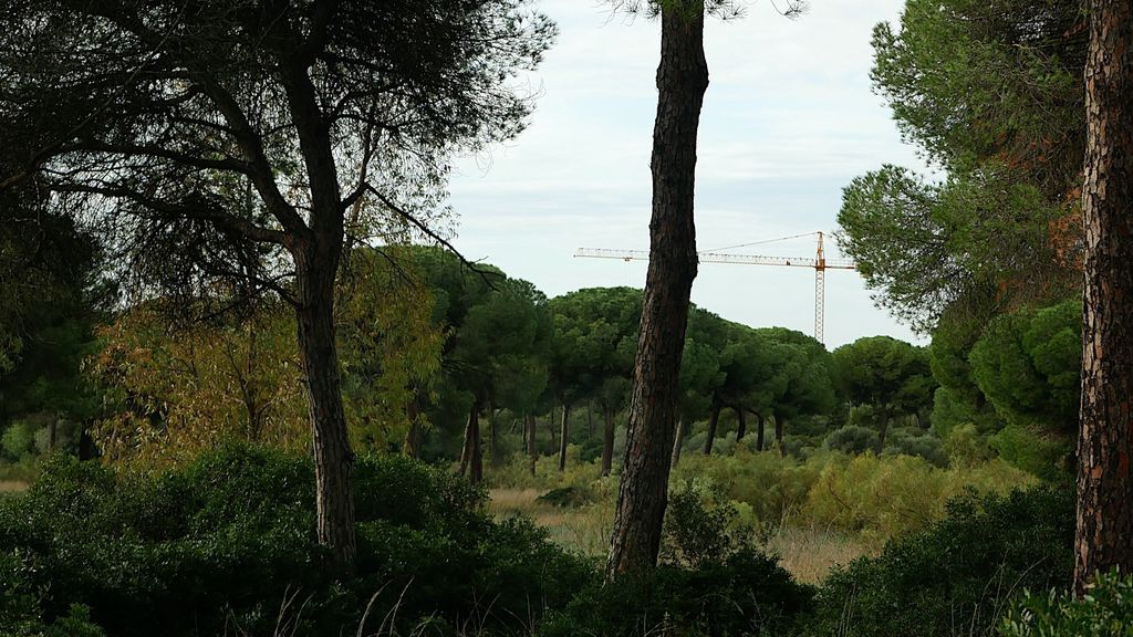 El bosque que se quiere urbanizar