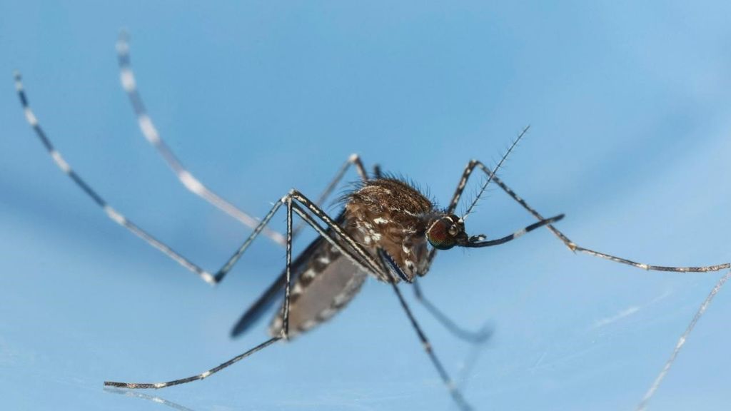 Mosquito Alert informa: este año hay más mosquitos que nunca Mosquito Alert informa: este año hay más mosquitos que nunca