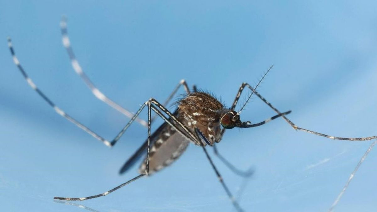 Mosquito Alert informa: este año hay más mosquitos que nunca