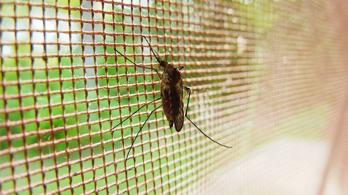 ¿Has visto más bichos en 2020? Con razón: este ha sido el año con más mosquitos en España
