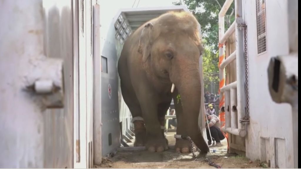 Kaavan, el elefante más triste y solitario del mundo, llega a Camboya, su nuevo hogar: vivirá en un santuario