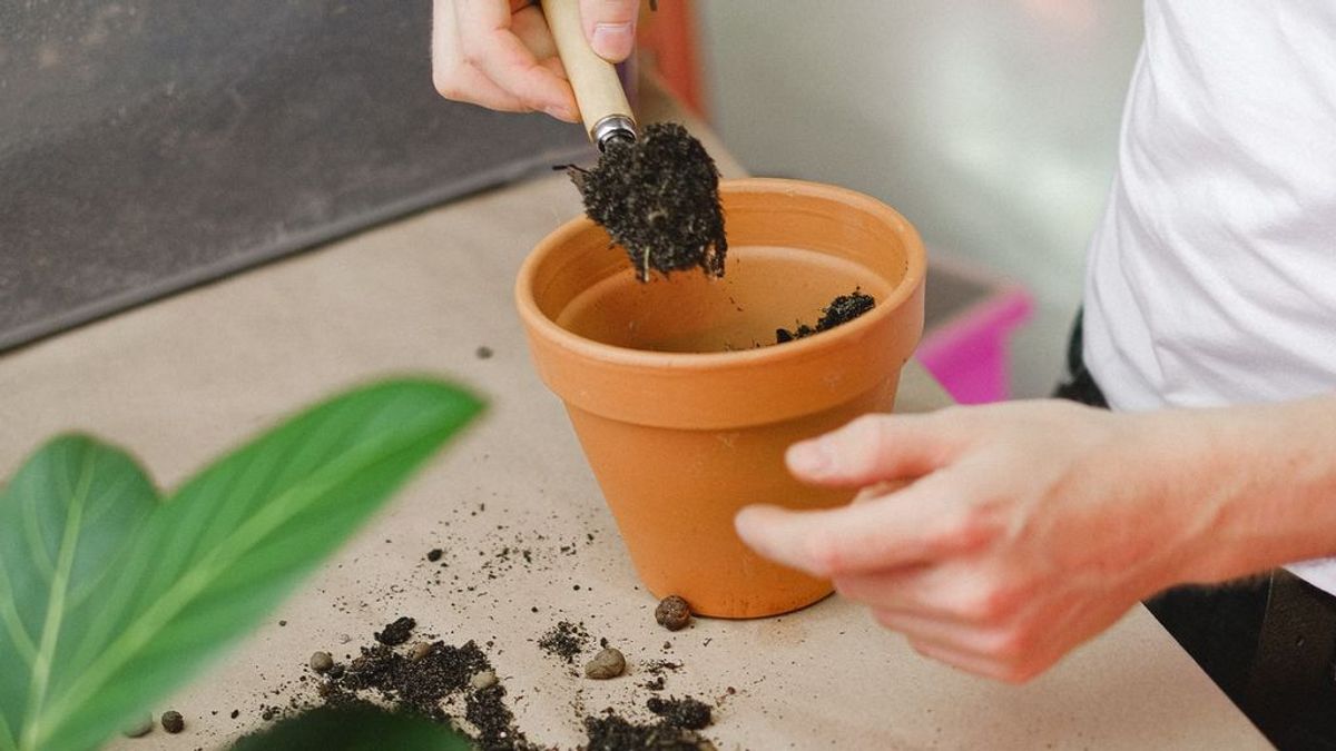 Cómo hacer compost casero para revitalizar tus plantas