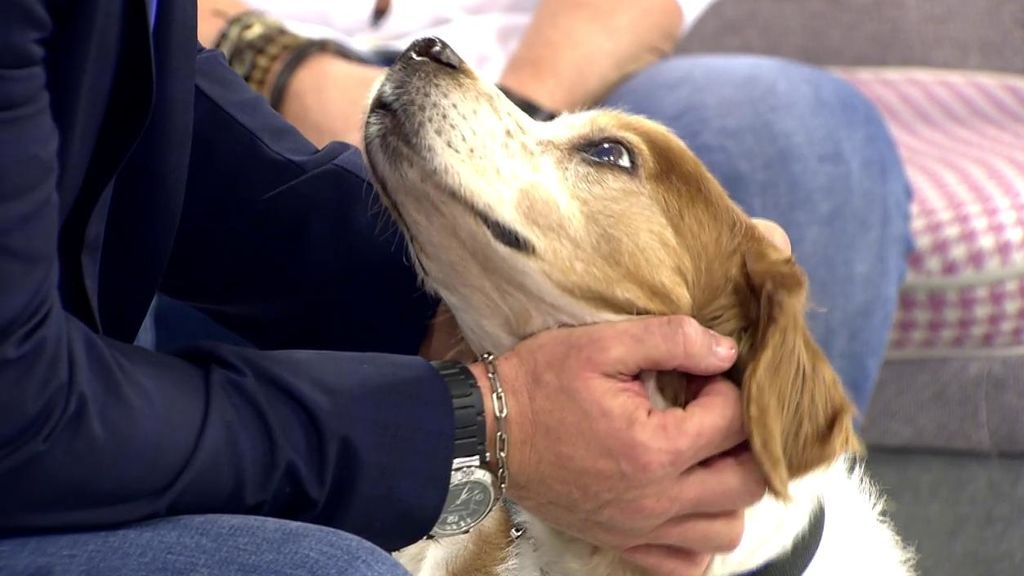 Adopta a Rony, un abuelete canino que necesita un nuevo hogar