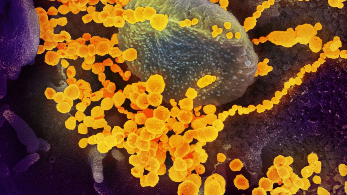 Coronavirus microscopio - REUTERS Coronavirus microscopio - REUTERS