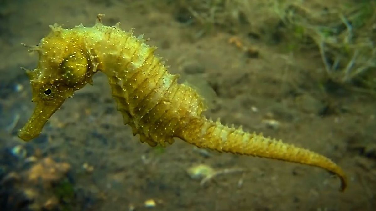 El Mar Menor pierde 188.000 caballitos de mar en ocho años, el 99% de su población El Mar Menor pierde 188.000 caballitos de mar en ocho años, el 99% de su población