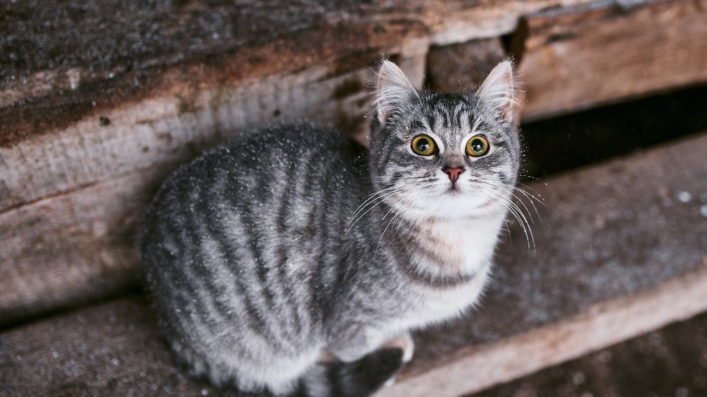 Los gatos que ahuyentan ratones en el Hermitage, heredan dinero de un francés para su manutención Los gatos que ahuyentan ratones en el Hermitage, heredan dinero de un francés para su manutención