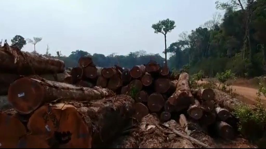 La destrucción de la Amazonia es la más alta en 12 años
