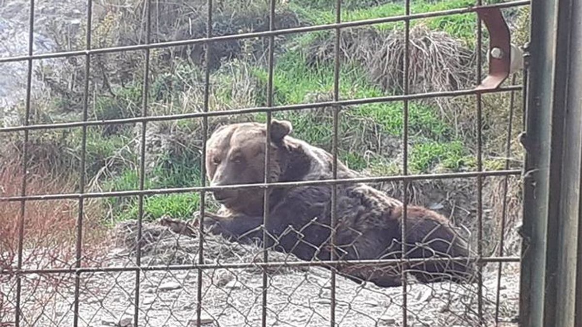 Denuncian al Zoo de Almuñécar por semiabandono de los animales y por dejar cadáveres en sus inmediaciones