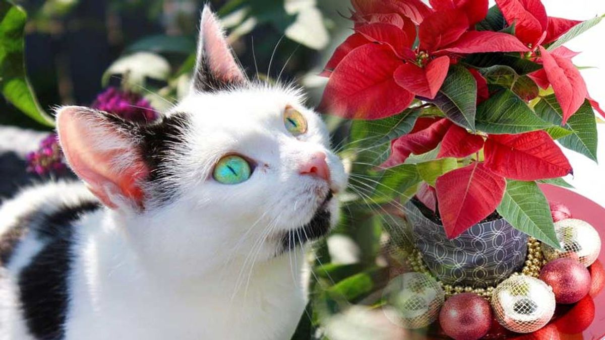 Cuidado con las flores de Pascua si tienes gato: veterinarios alertan de su toxicidad
