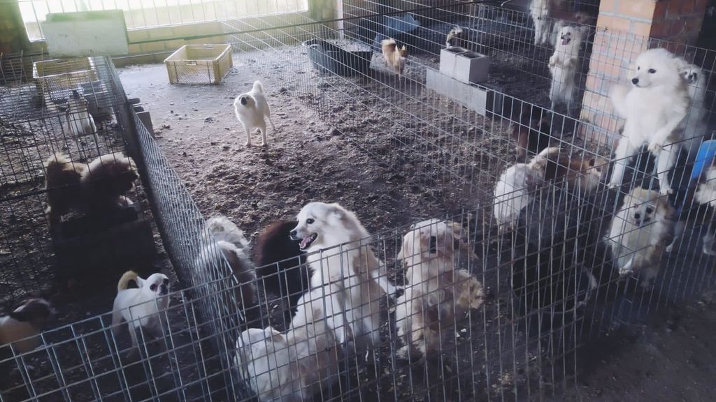 Aluvión de peticiones para adoptar a los perros rescatados en Granada a los que cortaron las cuerdas vocales Aluvión de peticiones para adoptar a los perros rescatados en Granada a los que cortaron las cuerdas vocales