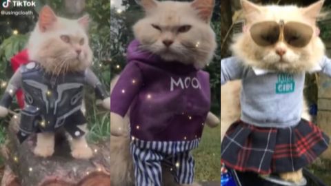 collar Fuera Aspirar La moda para gatos arrasa en Instagram - Telecinco
