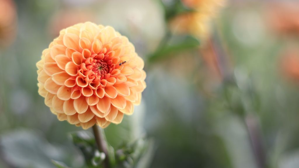 Los beneficios de la terapia floral: ¿Qué son las flores de Bach y para qué sirven?