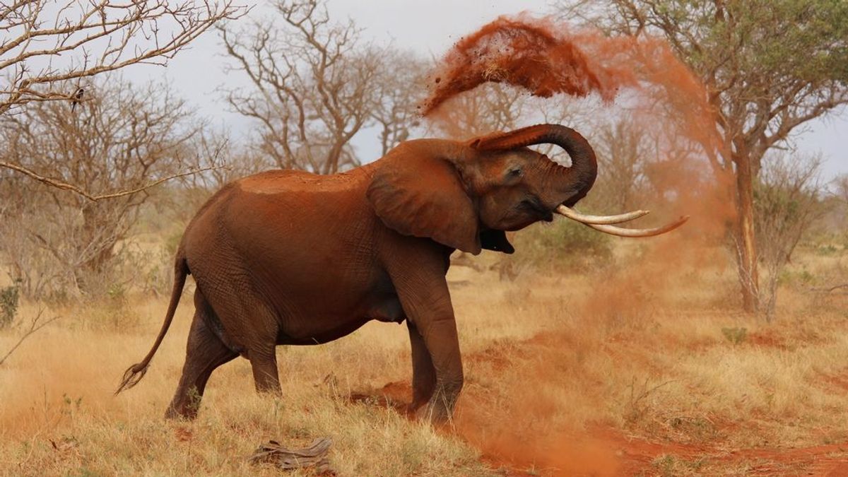 Namibia pone en venta a 170 elefantes Namibia pone en venta a 170 elefantes