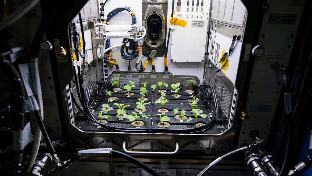 Astronautas cosechan sus primeros rábanos en el espacio