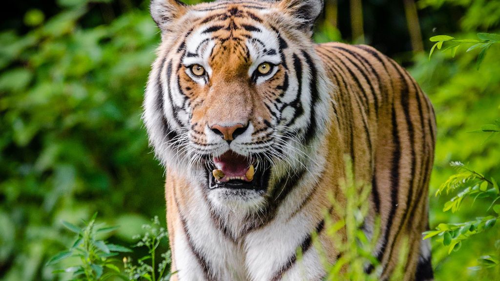 Una voluntaria, herida grave en el santuario de tigres de Carole Baskins, protagonista de la serie 'Tiger King' Una voluntaria, herida grave en el santuario de tigres de Carole Baskins, protagonista de la serie 'Tiger King'