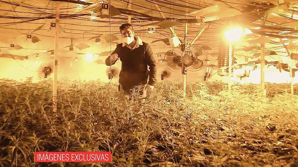 Un campo de marihuana escondido tras una supuesta empresa de metalurgia