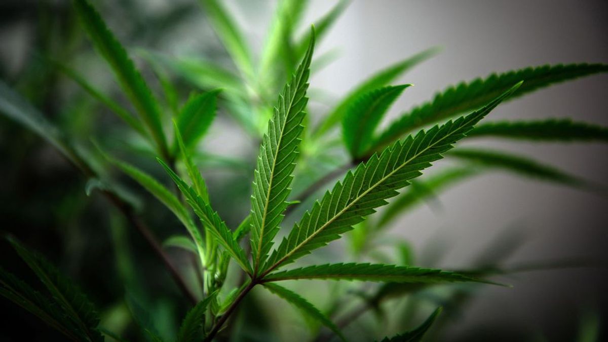 La Cámara de Representantes de EEUU vota a favor de la legalización federal de la marihuana La Cámara de Representantes de EEUU vota a favor de la legalización federal de la marihuana
