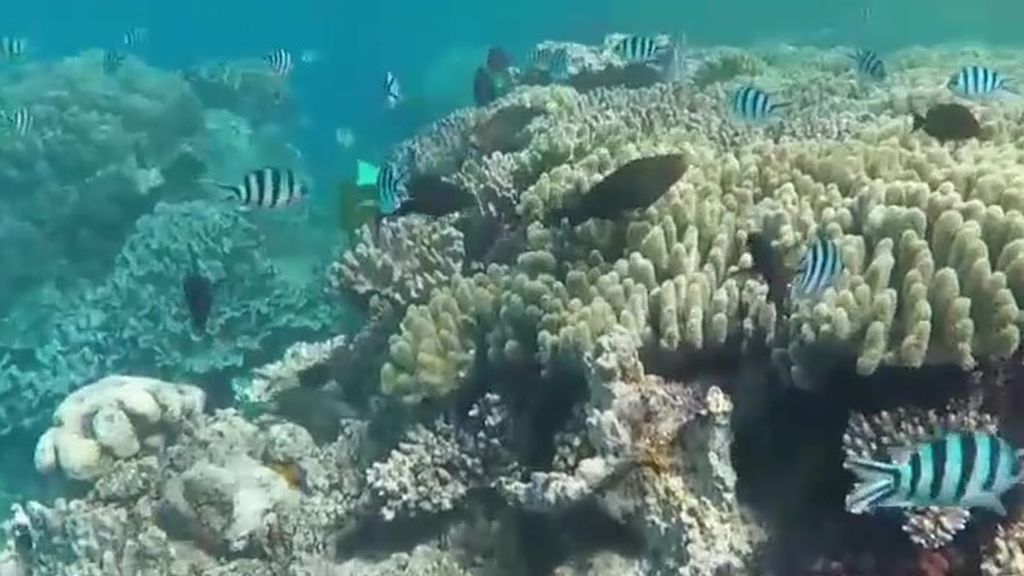 La Gran Barrera de Coral australiana se muere