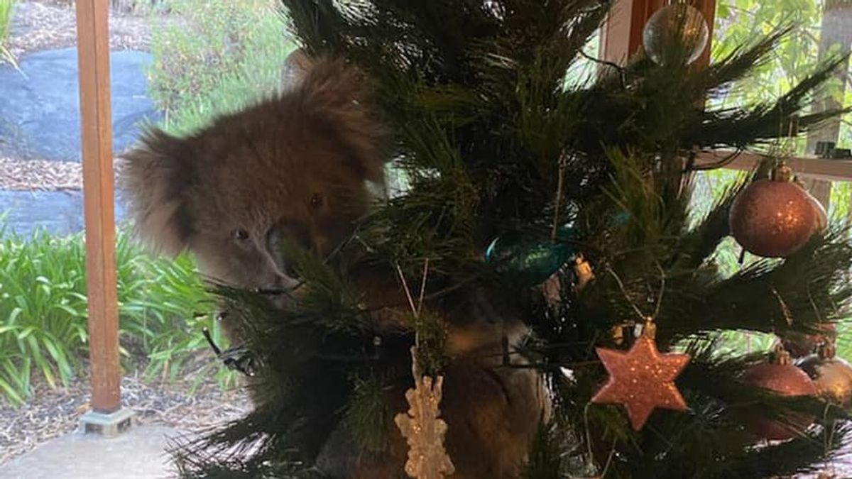 "¿Es una broma?": Una familia australiana encuentra un koala en su árbol de Navidad