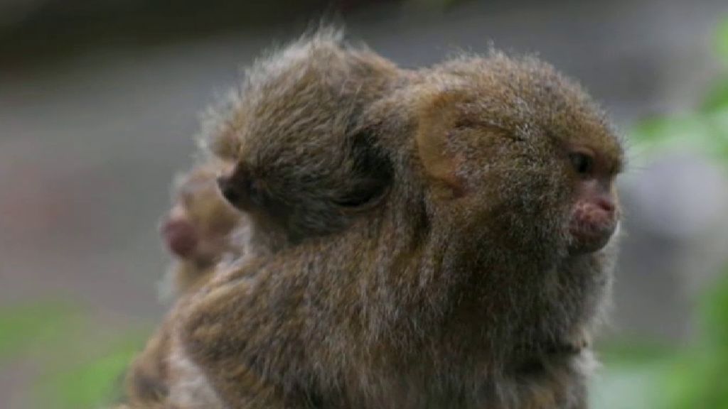 Dos crías gemelas de mono tití pigmeo orientales conquistan el zoo de Chester: solo miden cinco centímetros