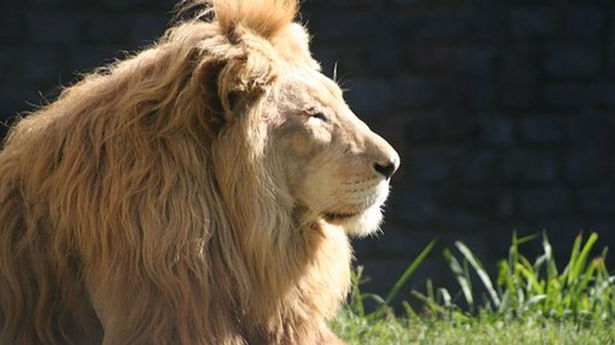 Los leones del Zoo de Barcelona han superado el coronavirus