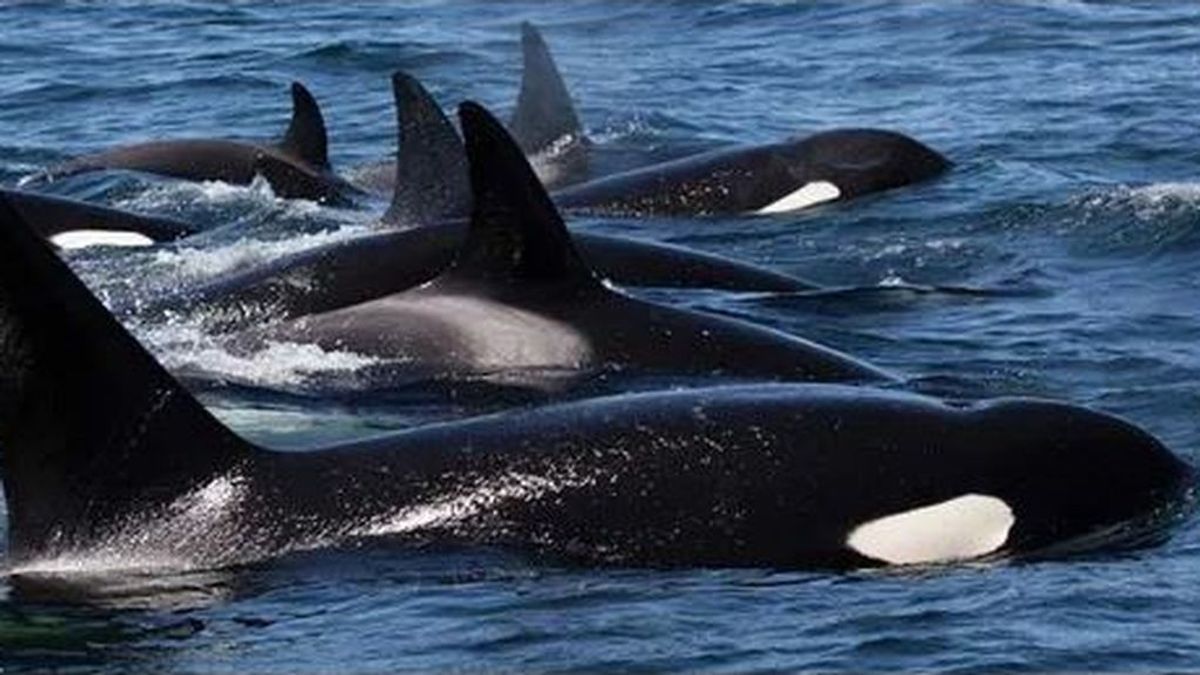 Los científicos ya saben por qué quedan varadas y mueren tantas orcas en las playas