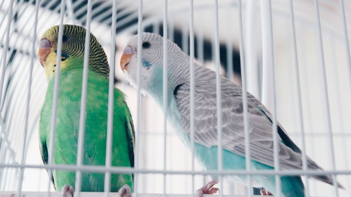 Panza llena, pájaro feliz: trucos fáciles para adiestrar a un periquito