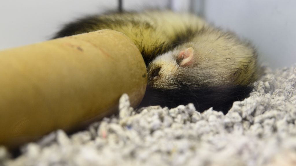Hurones, civetas, gatos y perros: estos son los animales más susceptibles de contraer la Covid19 Hurones, civetas, gatos y perros: estos son los animales más susceptibles de contraer la Covid19
