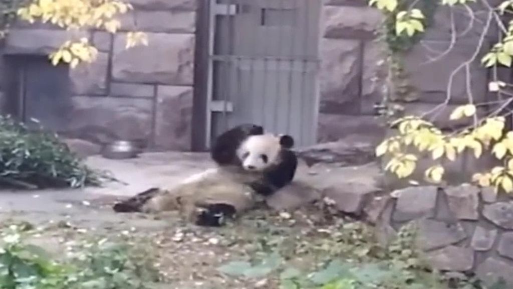 Descubren un raro y escatológico comportamiento de los pandas