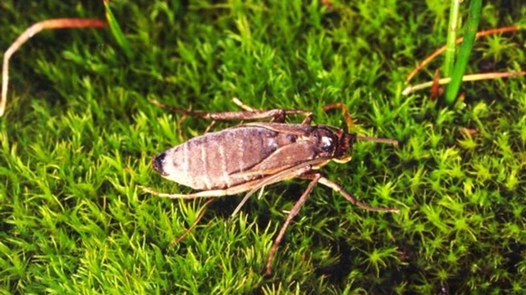 Todo apunta a que Darwin tenía razón: lo que dijo sobre la pérdida de vuelo en algunos insectos Todo apunta a que Darwin tenía razón: lo que dijo sobre la pérdida de vuelo en algunos insectos