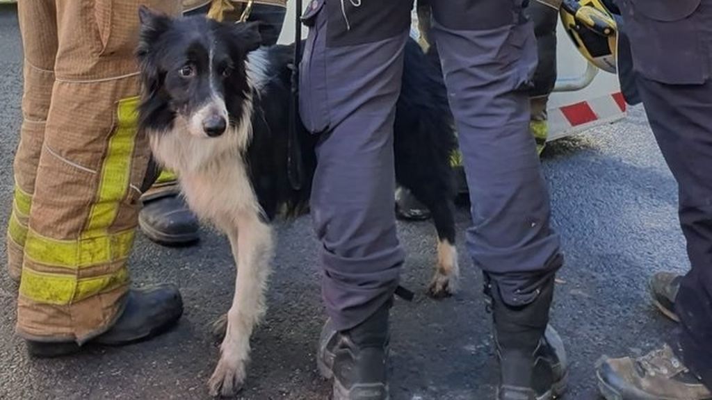 Un perro especializado busca a personas en la nave