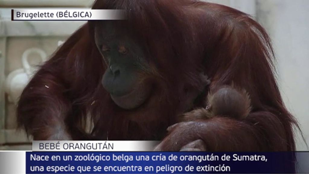 orangutan-sumatra-peligro-extincion-belgica