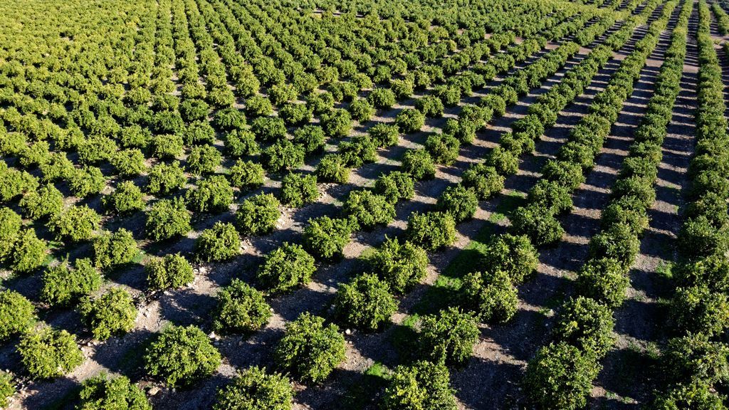 La cuenca del Mediterráneo alberga más de nueve millones de limoneros