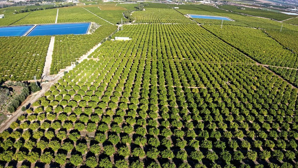 Los limoneros de la cuenca del Mediterráneo garantizan una producción continua