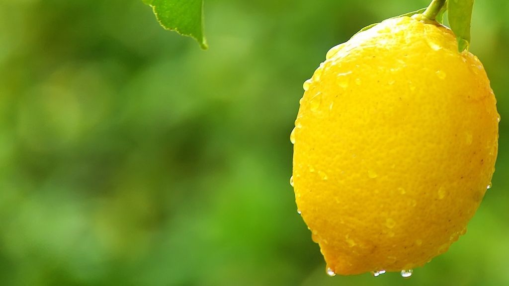 Del limonero a la frutería en solo 24 horas: ¿cómo llega el limón tan fresco a nuestras casas?