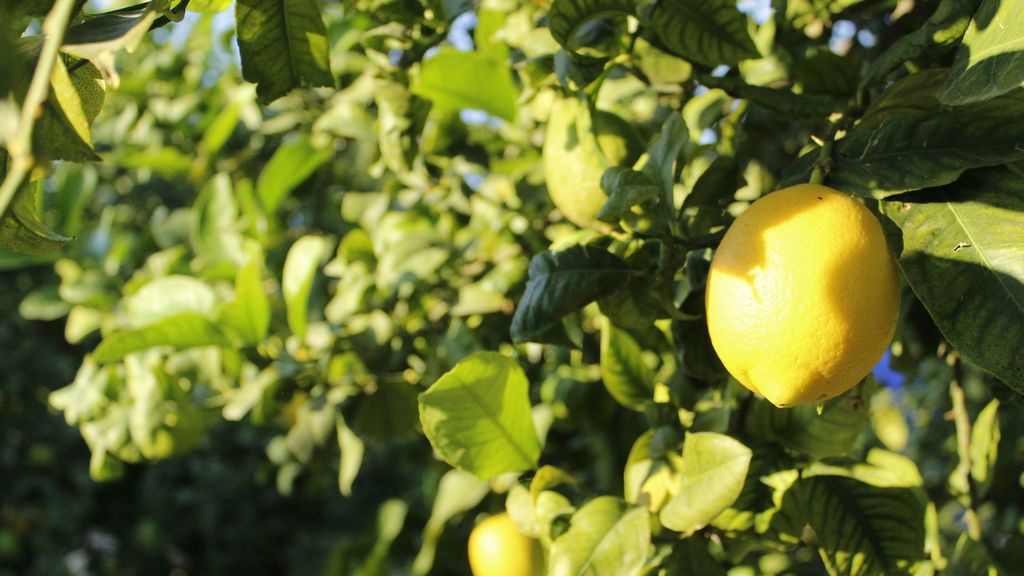 El limón europeo es el más sostenible del mundo: las claves de su beneficiosa aportación al medioambiente