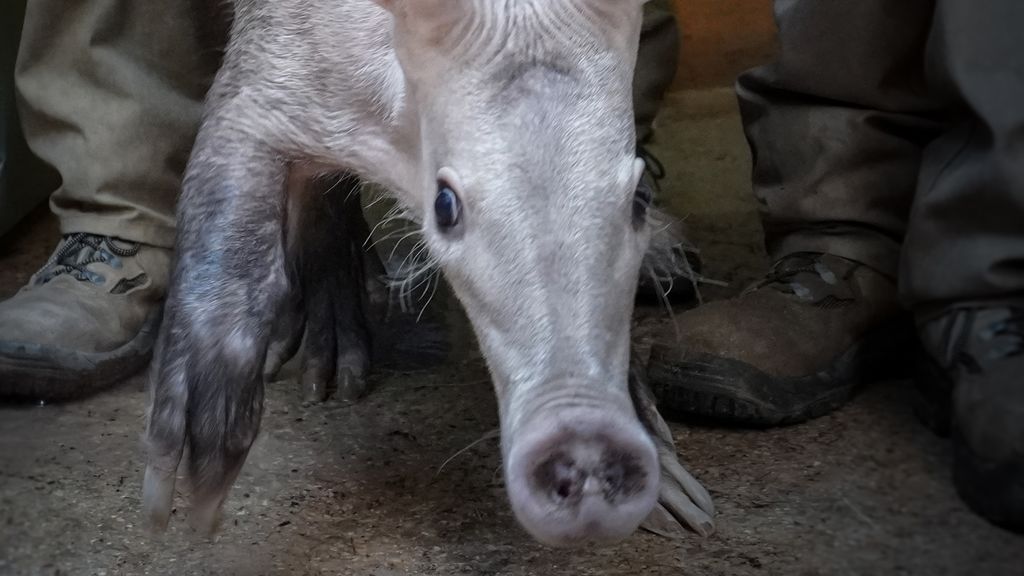 Indi, el cerdo hormiguero del Bioparc de Valencia, viaja a Cambridge para repoblar su especie Indi, el cerdo hormiguero del Bioparc de Valencia, viaja a Cambridge para repoblar su especie