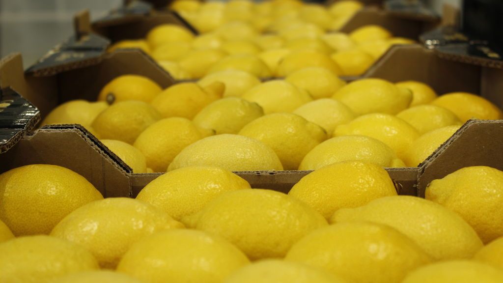 ¿Cómo ha conseguido Europa convertirse en líder mundial de producción de limones?