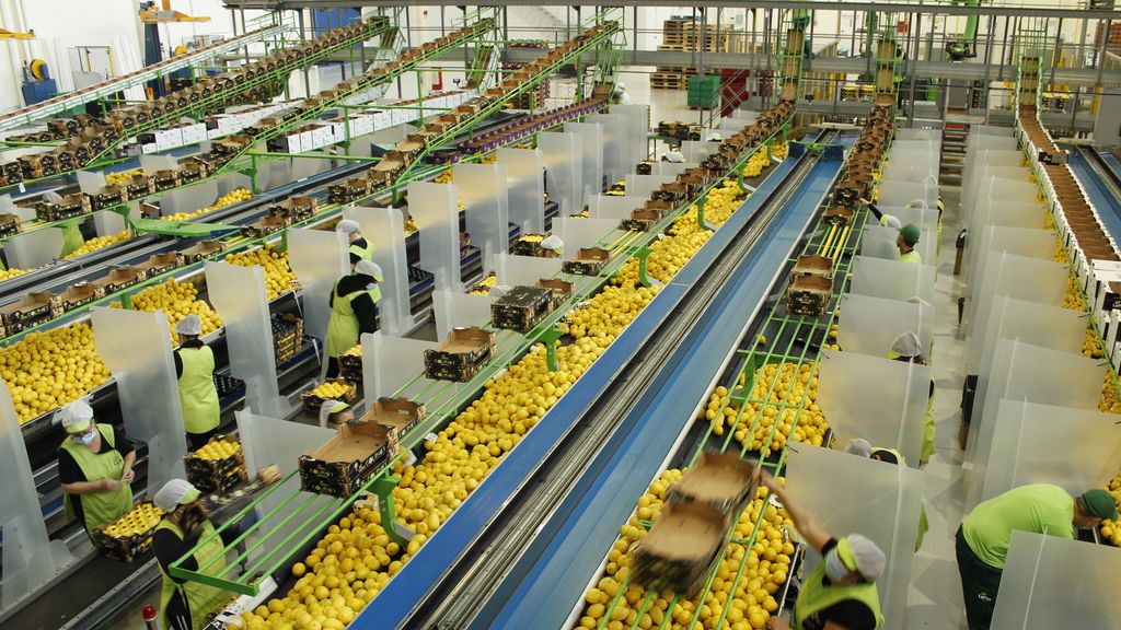 Europa produce unas 1.500.000 toneladas de limón al año