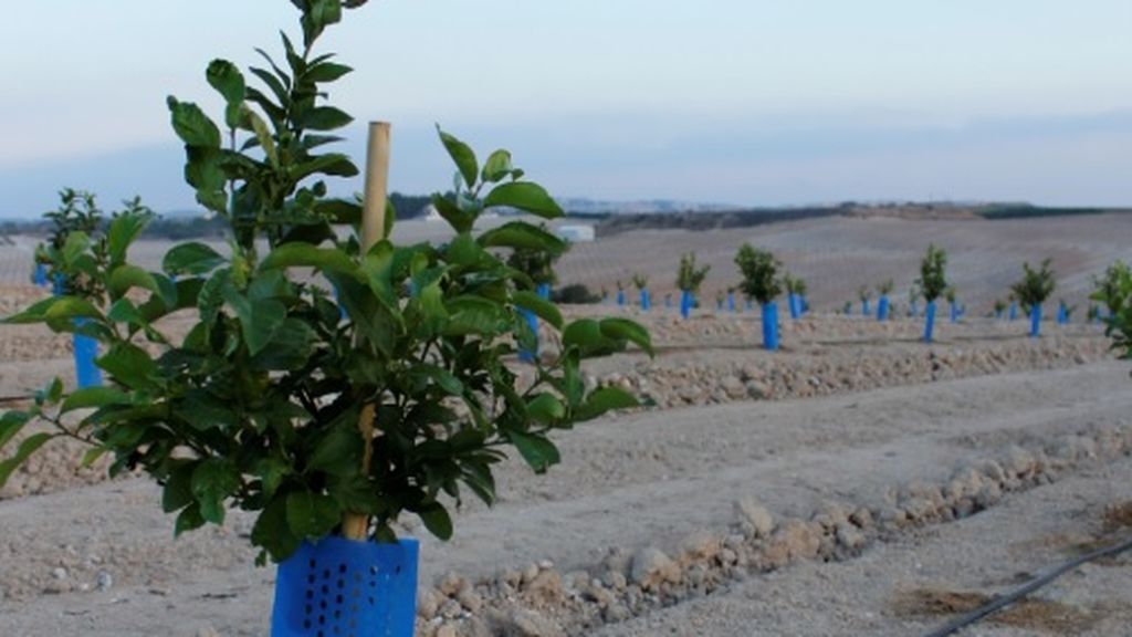 El cultivo ecológico garantiza una utilización óptima de los recursos naturales