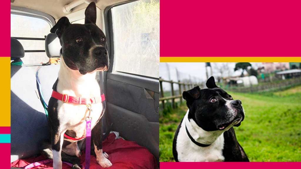 Sambo, un precioso macho de American Stafford