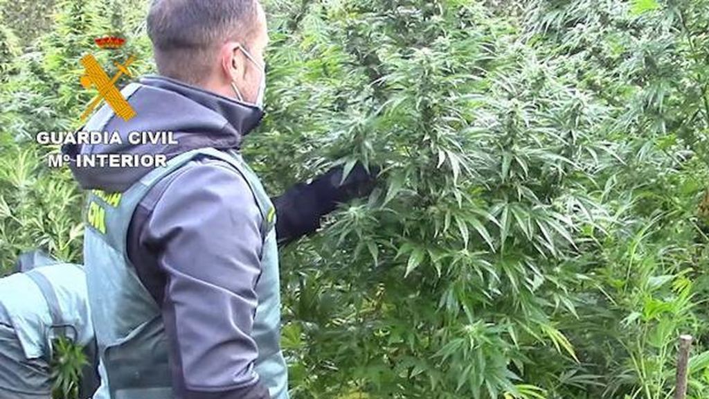 Herido de bala un joven en una plantación de marihuana de Madrid Herido de bala un joven en una plantación de marihuana de Madrid